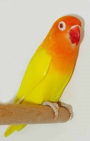 Agapornis fischerie lutino